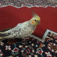 طوطی عروس هلندی|پرنده|آمل, |دیوار