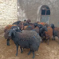 گوسفند قره قزل افشار