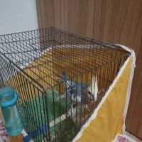 عروس هلندی نر بالغ