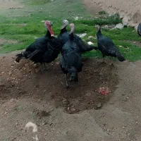 بوغلمون محلی