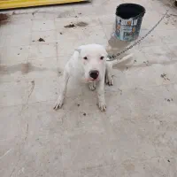 داگو آرژانتینی