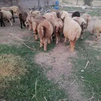 گوسفند|حیوانات مزرعه|فراشبند, |دیوار