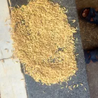 شالی بذری دم سیاه