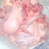 غذای سگ