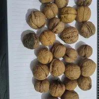 گردو گوغر