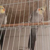 عروس هلندی سیامون نر.