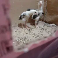 جوجه اوشامواصیلمعاوضه با دانه پارس|حیوانات مزرعه|مزرعه کتول, |دیوار