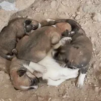 چند عدد توله سرابی اصل|سگ|شیراز, کاراندیش|دیوار