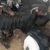 6عدد بز زایده