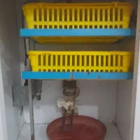 دستگاه جوجه کشی کاکل پر کاشمر