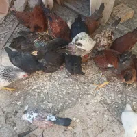 مرغ و خروس تخم گذار