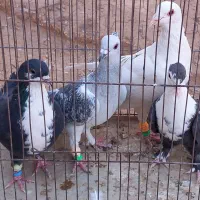 چهار تا کفتر شکار|پرنده|رفسنجان, |دیوار