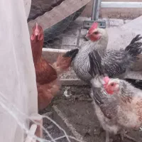 مرغ تخم گذار وزن مناسب