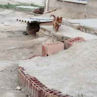 سگ پاکوتاه ماده|سگ|گنبد کاووس, |دیوار