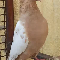 کبوتر ماده سینه زرد جون