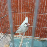 فنچ نرگسی آلبینو و شکلاتی|پرنده|ماهدشت, |دیوار