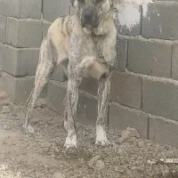 سگ ماده نر توله نگهبان واگذاری جانواری گله ای|سگ|جوادآباد, |دیوار