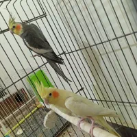 عروس هلندی مولد و‌ تضمینی|پرنده|ایرانشهر, |دیوار