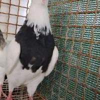 معاوظه سیاه آبادانی و طوقی