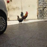 مرغ و خروس محلی