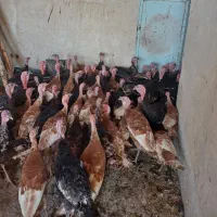 بوقلمون|حیوانات مزرعه|ترکمانچای, |دیوار