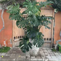 گل و گیاه آپارتمانی و بیرونی