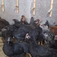مرغ خروس مشکی  برا چشم زخم رفع بلا..