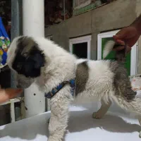 توله سگ شاهسون|سگ|میاندوآب, |دیوار