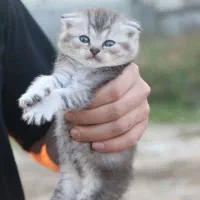 گربه اسکاتیش و بریتیش