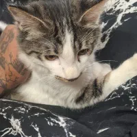 بچه گربه|گربه|چهارباغ, |دیوار