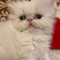 توله پرشین سفید چشم آبی دریایی