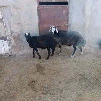 بره قوچ افشار