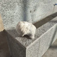 تیریر ۴ ماه|سگ|شاهین‌شهر, فردوسی|دیوار