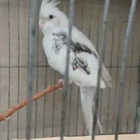فروش عروس هلندی