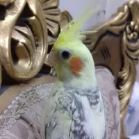 عروس هلندی دوکت مرواریدی تاج پرنسسی چشم فالو|پرنده|مشهد, یوسفیه (شهرک غرب)|دیوار