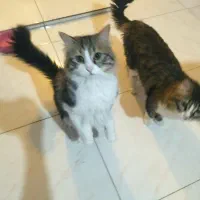 واگذاری گربه