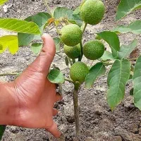 فروش نهال گردو اصلاح شده فرنور چندلر ژنوتیپ برتر|خدمات باغبانی و درختکاری|نیشابور, امین اسلامی|دیوار