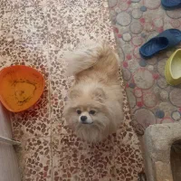 پامر خرسی ماده|سگ|سبزوار, چهارراه فرودگاه|دیوار