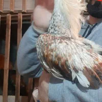 مرغ و خروس لاری