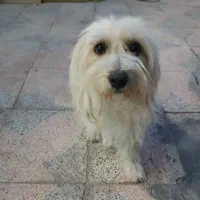 سگ پاپی سفید|سگ|پیر بکران, |دیوار