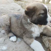 دو تا توله ‌خراسانی‌