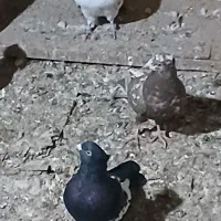 کبوتر|پرنده|باوی, |دیوار