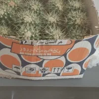 گل وگیاه|گل و گیاه طبیعی|قدس, شهر‌قدس|دیوار