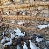 کبوتر پرشی|پرنده|اصفهان, قائمیه|دیوار