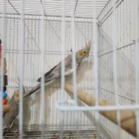 فروش عروس هلندی بالغ