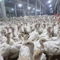 جوجه بوقلمون