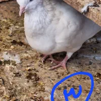 کبوتر طوقی|پرنده|مبارکه, |دیوار