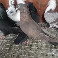 نوک قنار|پرنده|خزل, |دیوار