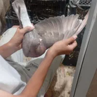 ذات اوقون