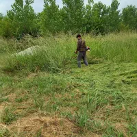 علف تراشی با دستگاه حرس کردن درختان سمپاشی